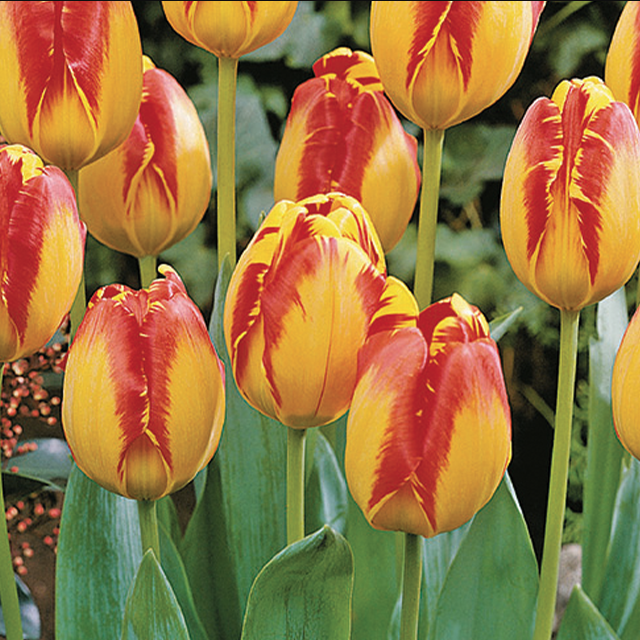 080ae5f1-b10b-40db-aab0-09c44533b479