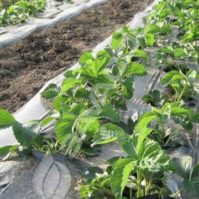 Folija malč za jagode 1,2m x 500m 30 mic CRNA 30x30