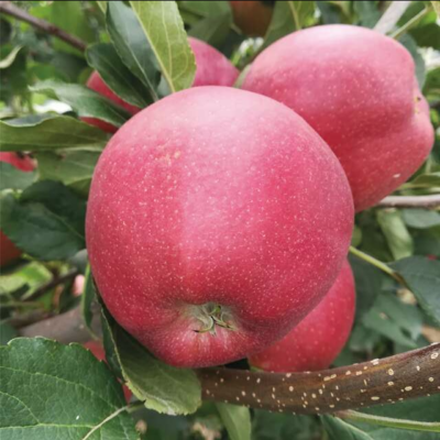 Sadnica jabuke Mitch Gala