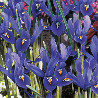 IRIS RETICULATA 20/1