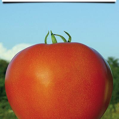 SUPERIOR Paradajz Uragan F1 1g