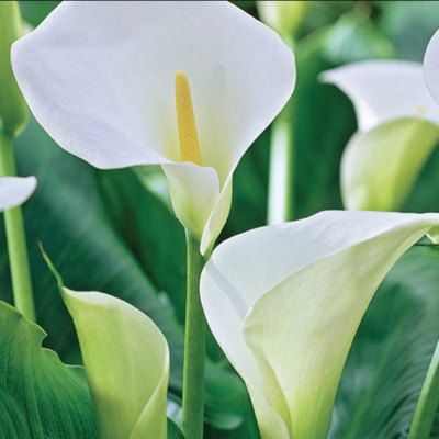ZANTEDESCHIA AETHIOPICA -Calla- 1/1