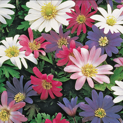 ANEMONE BLANDA MIX  25/1