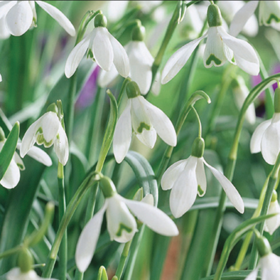 GALANTHU IKARIAE 10/1