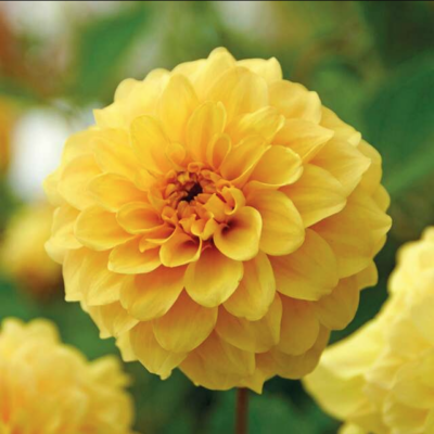 DAHLIA p - pompon Golden Sceptre 1/1