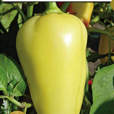 SUPERIOR paprika Amanda 50g