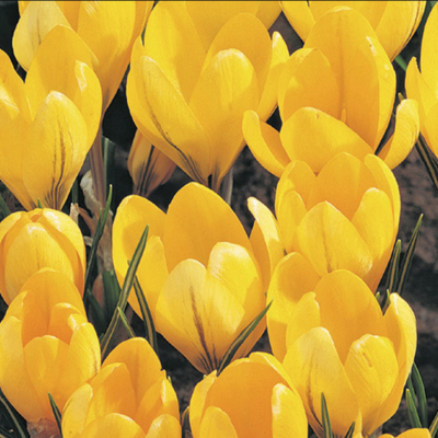 CROCUS GRAND YELLOW 15/1