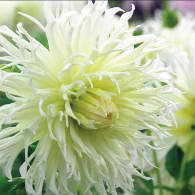 DAHLIA p - cactus deco split Tsuki-Yori-No-Shisha 1/1