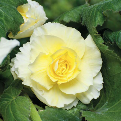 BEGONIA p  Double Yellow  3/1