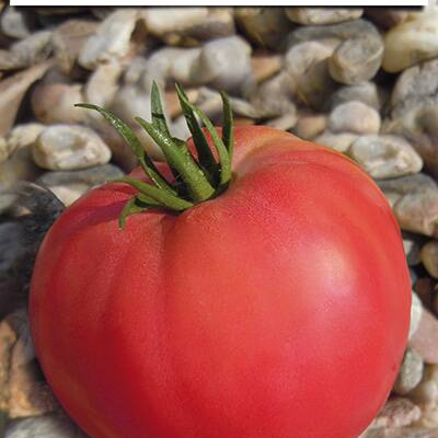 SUPERIOR Paradajz Volovsko srce roze  2.5g