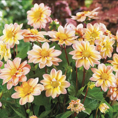 DAHLIA p - topmix Apricot  1/1