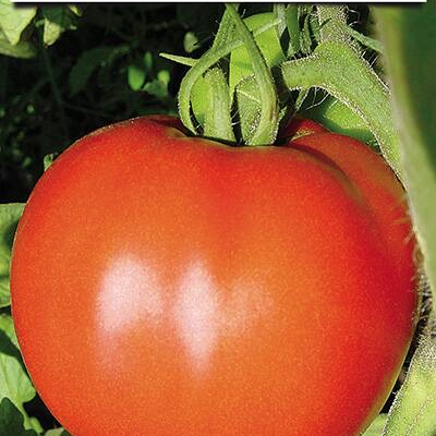 SUPERIOR Paradajz Kazanova F1 1g