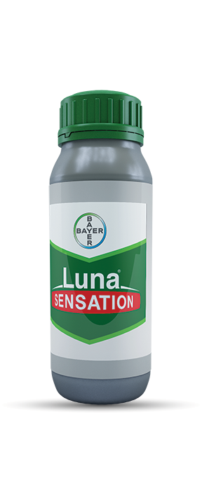 luna-sensation