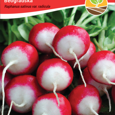 Rotkvica beogradska 5gr