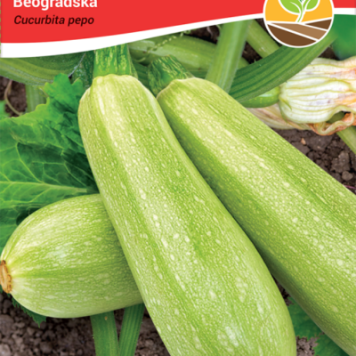 Tikvica beogradska 4gr