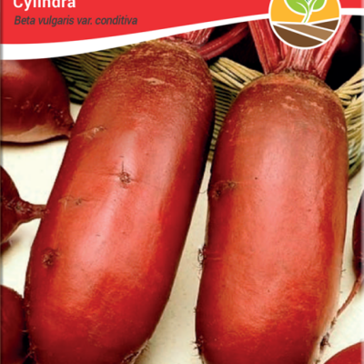 Cvekla cylindra 3gr