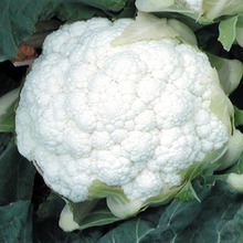 Karfiol Arizona F1 1000semenki