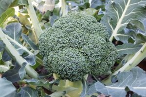 Brokoli Maori F1 2500semenki