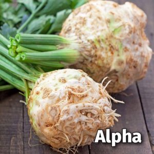 Celer Alpha 10000 semenki