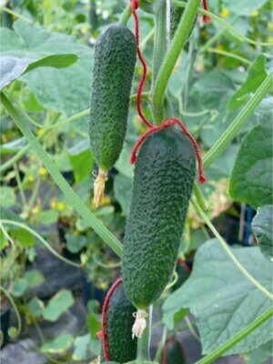 Krastavac Potenziale F1 500 semenki