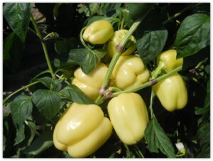 Paprika Ramona F1 500semenki