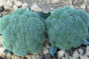 Brokoli Samoa F1 2500 semenki