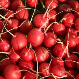 Rotkvica Selena F1 5000 semenki