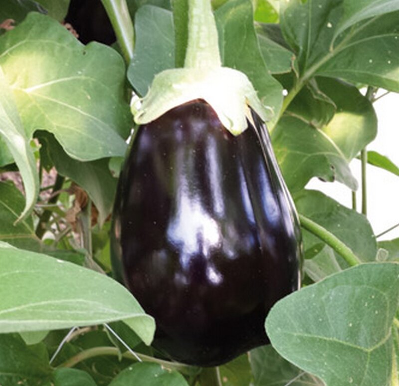 poljokomerc aretha f1