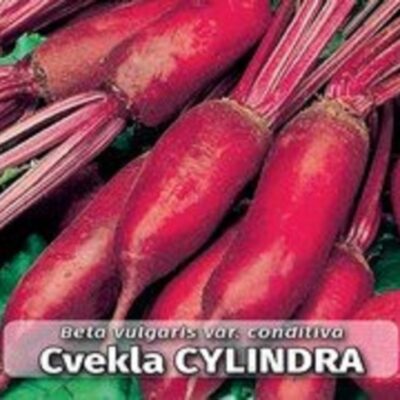 Cvekla Cylindra