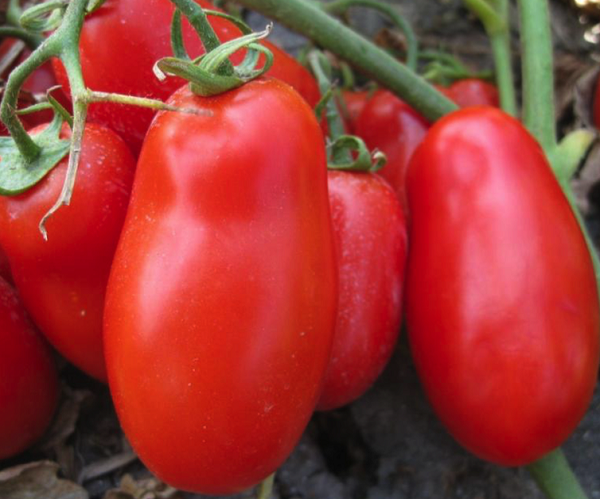 poljokomerc flender f1