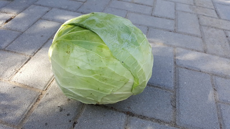 poljokomerc kupus karate f1