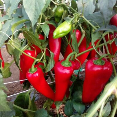 Paprika Kurtovska kapija