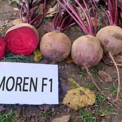 Cvekla Moren F1