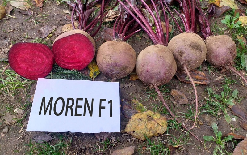 poljokomerc moren f1