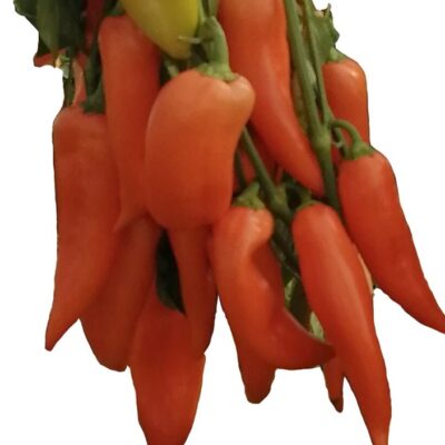 Paprika Munja F1