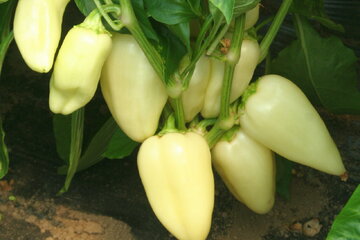 Paprika Nina F1