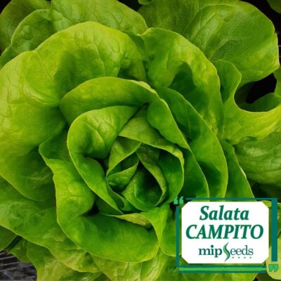 Salata Campito