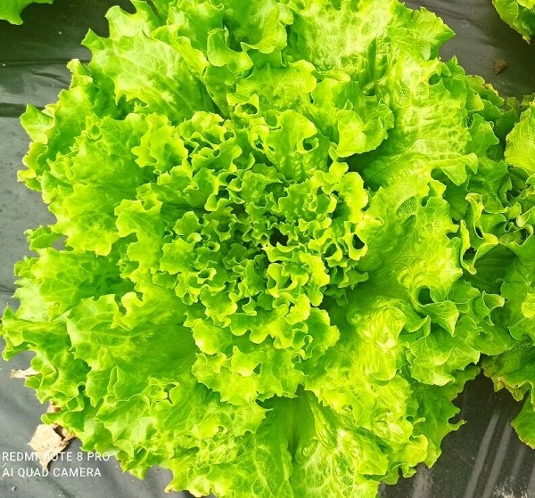 poljokomerc salata elsita