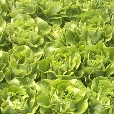 Salata Galactic (Genius) F1