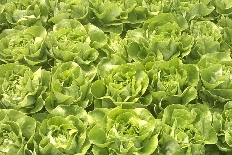poljokomerc salata genius f1