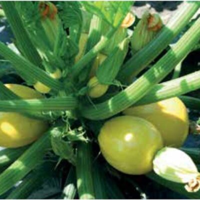 Tikvica Yellow Ball F1