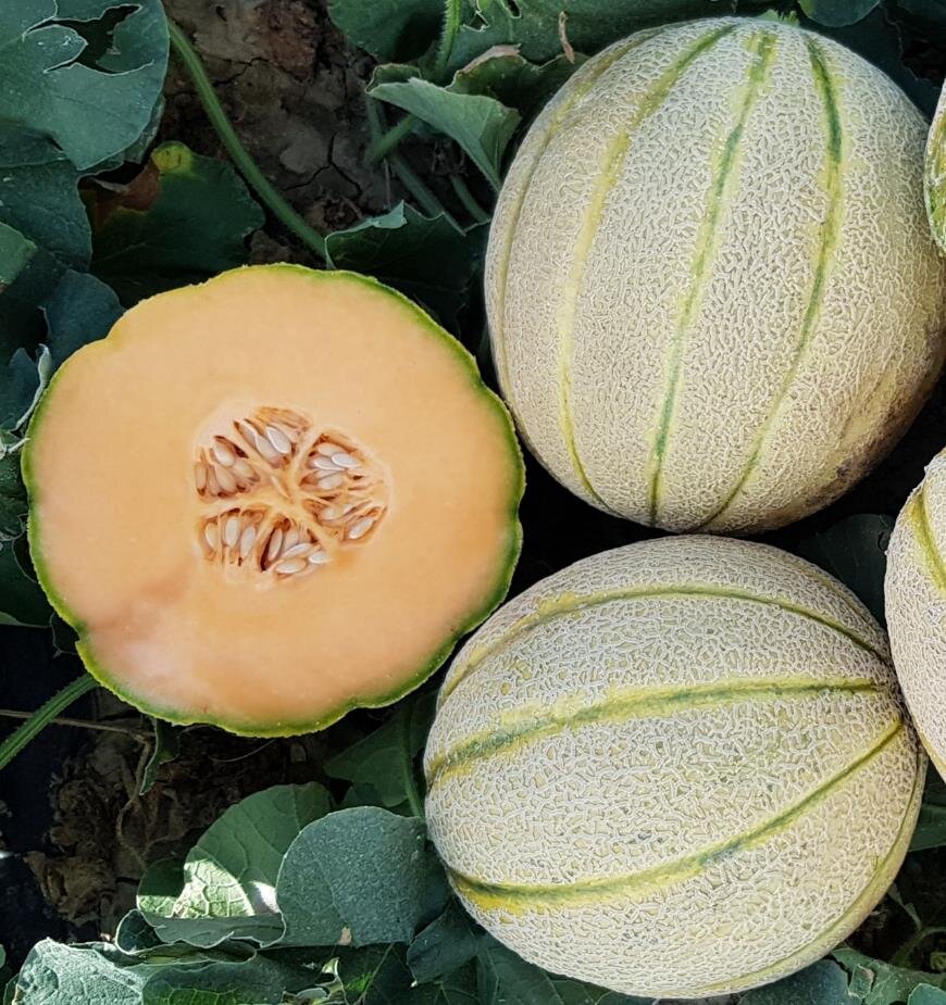 poljokomerc zingaro f1