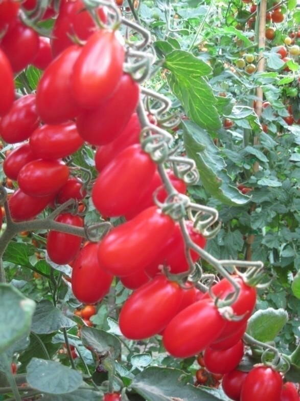 poljokomerc zucherino f1