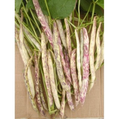 Boranija sumadinka ISP 100g