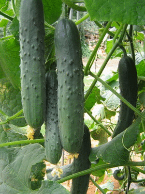 Krastavac Touareg F1 100s