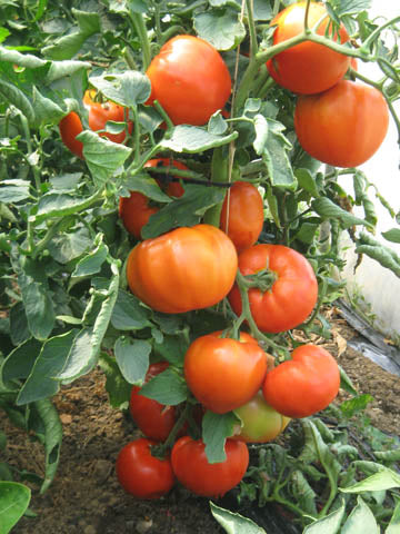 poljokomerc alliance f1 1000s