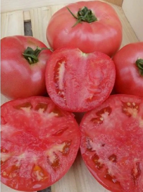 poljokomerc pink heart f1 100s 1