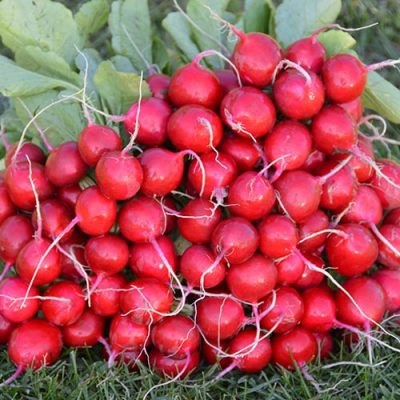 Rotkvica Tinto F1 25000s