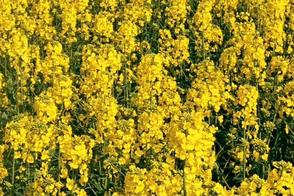 poljokomerc hibrid uljane repice duke 1